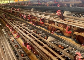 Cerita Desa Cikahuripan dalam Menjaga Ketahanan Pangan dengan Kandang Ayam