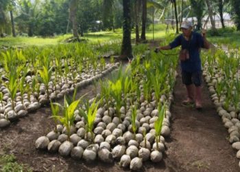 Hilirisasi Perkebunan Kementan Salurkan 39861 Bibit Kelapa untuk Petani Sulut
