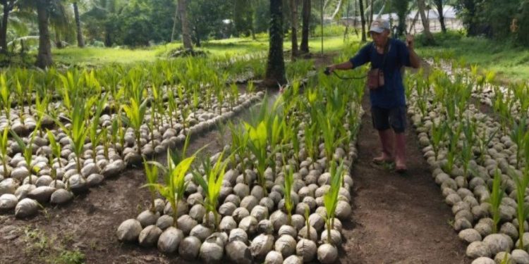 Hilirisasi Perkebunan Kementan Salurkan 39861 Bibit Kelapa untuk Petani Sulut