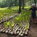 Hilirisasi Perkebunan Kementan Salurkan 39861 Bibit Kelapa untuk Petani Sulut