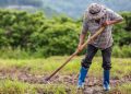 Petani Temukan 16 Kg Emas di Sawah dan Nasib yang Diterimanya