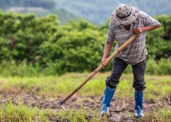 Petani Temukan 16 Kg Emas di Sawah dan Nasib yang Diterimanya