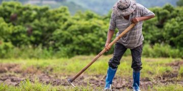 Petani Temukan 16 Kg Emas di Sawah dan Nasib yang Diterimanya