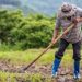 Petani Temukan 16 Kg Emas di Sawah dan Nasib yang Diterimanya