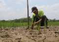 6 Kabupaten di Jawa Timur Menyatakan Status Darurat Kekeringan