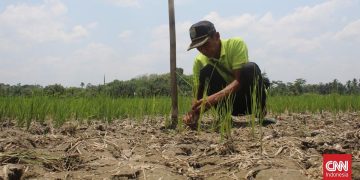 6 Kabupaten di Jawa Timur Menyatakan Status Darurat Kekeringan