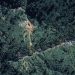 Gunung Emas 53 Juta Ton Ditemukan di Kalimantan dan Fakta Menariknya