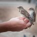 Karantina Lampung Cegah Penyelundupan 172 Burung Ilegal