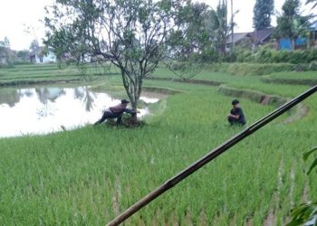 Bupati Cianjur Kaya Raya, Rakyat Mengalami Kerugian Akibat Tanam Paksa