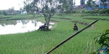 Bupati Cianjur Kaya Raya, Rakyat Mengalami Kerugian Akibat Tanam Paksa