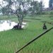 Bupati Cianjur Kaya Raya, Rakyat Mengalami Kerugian Akibat Tanam Paksa
