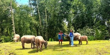 Upaya Mantri Perbankan Hadirkan Akses di Pegunungan Toraja Utara