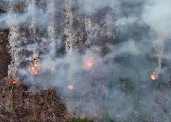 306 Karhutla Tercatat di Sumsel hingga Juli 2026 Menurut BPBD
