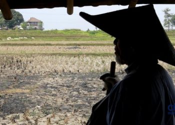 Petani Indonesia Temukan Emas Seberat 16 Kg di Lahan Pertanian
