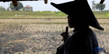 Petani Indonesia Temukan Emas Seberat 16 Kg di Lahan Pertanian