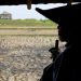 Petani Indonesia Temukan Emas Seberat 16 Kg di Lahan Pertanian