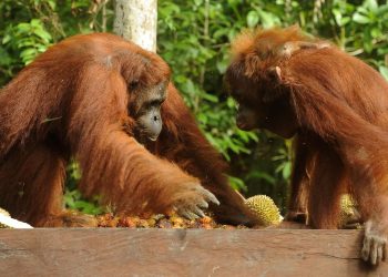 Kebakaran Luas 513,89 Hektare di Taman Nasional Tanjung Puting Kalteng