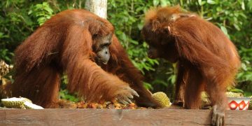 Kebakaran Luas 513,89 Hektare di Taman Nasional Tanjung Puting Kalteng