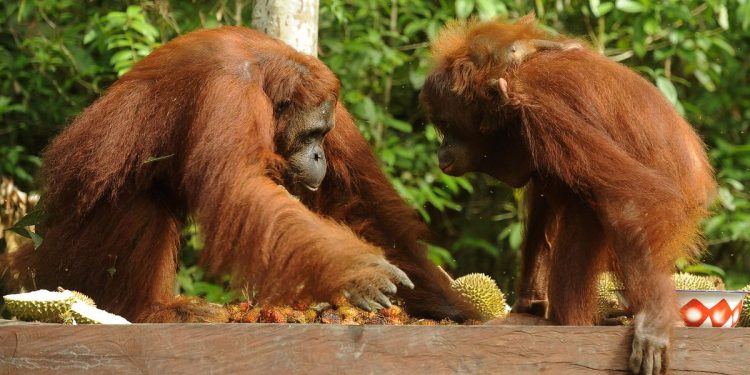 Kebakaran Luas 513,89 Hektare di Taman Nasional Tanjung Puting Kalteng