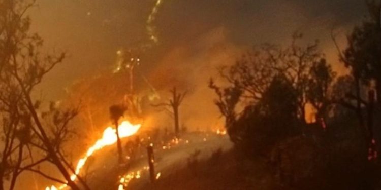 Polri Tetapkan 245 Tersangka Kebakaran Hutan dan Lahan di Luas 5.859 Hektare