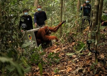 Delapan Orangutan Ditranslokasi ke Hutan Lindung Ketapang akibat Ancaman Karhutla
