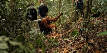 Delapan Orangutan Ditranslokasi ke Hutan Lindung Ketapang akibat Ancaman Karhutla