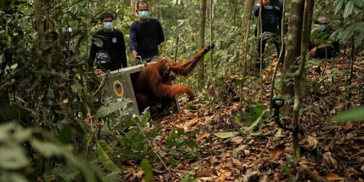 Delapan Orangutan Ditranslokasi ke Hutan Lindung Ketapang akibat Ancaman Karhutla