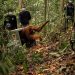 Delapan Orangutan Ditranslokasi ke Hutan Lindung Ketapang akibat Ancaman Karhutla